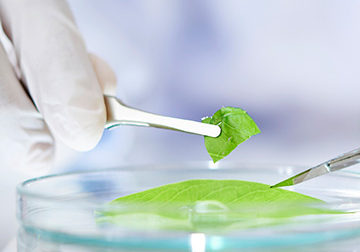 Creating a novel material from a plant-based product