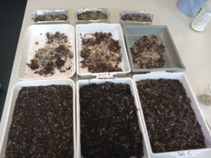 Soil in containers