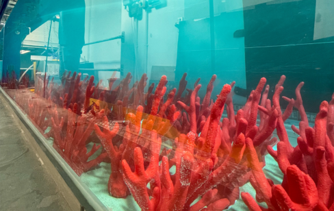 Can plastic coral defeat microplastics?